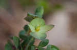 Fourpetal St. Johnswort